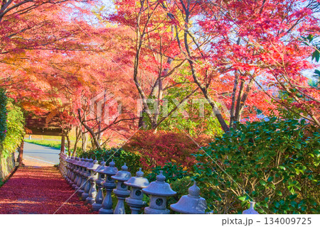 称名寺参道を彩る紅葉のトンネル 134009725