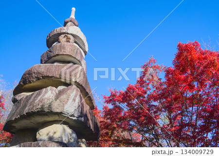 称名寺の石造五重塔と鮮紅の紅葉が彩る秋景 称名寺の石造五重塔と鮮紅の紅葉が彩る秋景 134009729