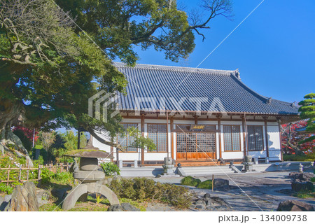 称名寺本堂と名木シイノキの調和が美しい境内風景 134009738