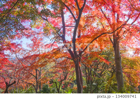 紅葉に包まれる称名寺境内の鮮やかなモミジ林 134009741
