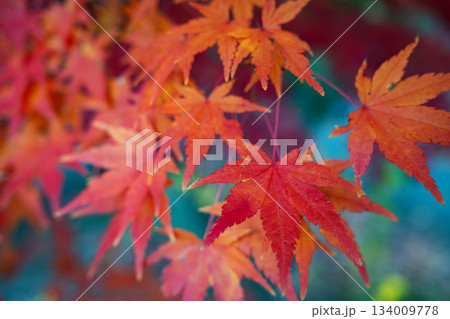 幻想的な色を背景にしたカエデの紅葉 幻想的な色を背景にしたカエデの紅葉 134009778