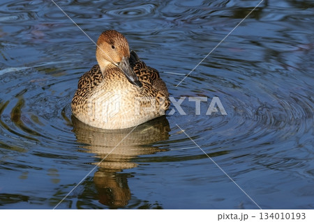 公園の池に来た冬の渡り鳥オナガガモのメス 134010193