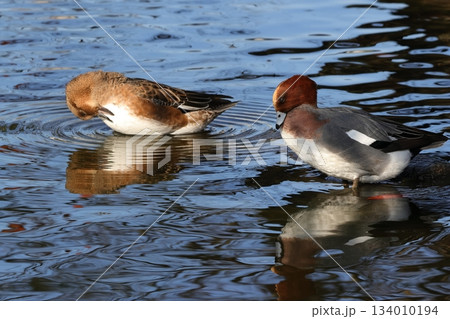 公園の池に飛来したヒドリガモ 公園の池に飛来したヒドリガモ 134010194