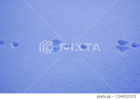 うさぎの足跡・冬 134010372