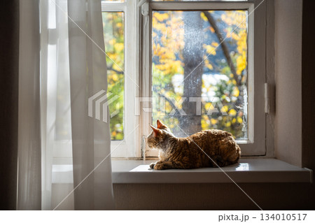 Lovely short-haired pedigree cat Devon rex lying on windowsill, warming in sun, looking into street Lovely short-haired pedigree cat Devon rex lying on windowsill, warming in sun, looking into street 134010517
