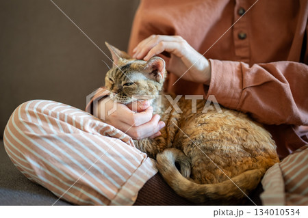 Purring sleepy cat lying on caring pet owner laps of pleasure of stroking. Domestic animal therapy. Purring sleepy cat lying on caring pet owner laps of pleasure of stroking. Domestic animal therapy. 134010534