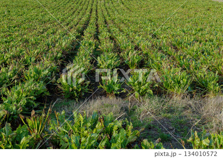 A large farm field is growing rows of sugar beets. The green leafy plants are spaced evenly. Some dry vegetation is visible between the rows of crops during daytime. A large farm field is growing rows of sugar beets. The green leafy plants are spaced evenly. Some dry vegetation is visible between the rows of crops during daytime. 134010572