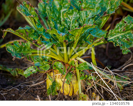 A detailed view of a beet plant, emphasizing its texture and the intricate network of roots emerging from the bulb. 134010576