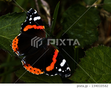 Detailed macro shot showcasing the intricate patterns on the butterfly's wings. Detailed macro shot showcasing the intricate patterns on the butterfly's wings. 134010582