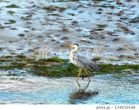 A heron stands out in its natural habitat, with its distinctive grey color set against the earth tones. A heron stands out in its natural habitat, with its distinctive grey color set against the earth tones. 134010596