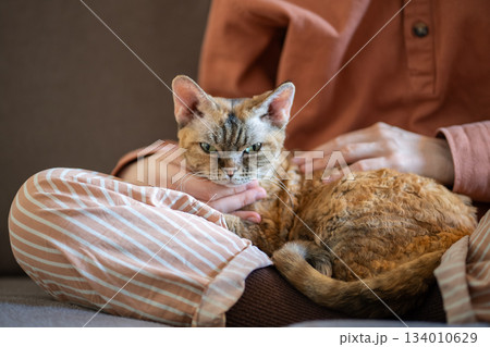 Sleepy breed cat lying on pet owner knees. Pet performing function of antistress, emotional therapy 134010629