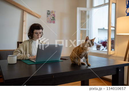 Devon rex cat sitting on table, waiting for amusement while pet owner works on computer, studies 134010657