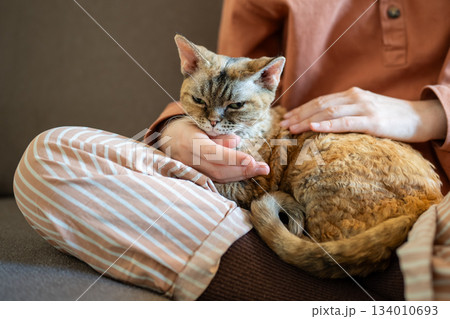 Cat lying on pet owner knees, closing eyes of pleasure and satisfaction of stroking, caressing 134010693