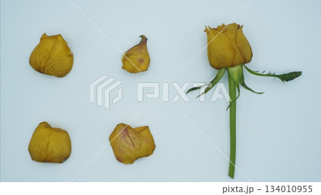 オレンジの枯れたバラと整列された花びら オレンジの枯れたバラと整列された花びら 134010955