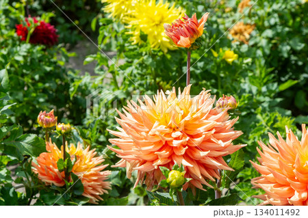 Dahlia flowers bush in summer day garden. Yellow orange beige color flower bud. Petal Plant bloom Dahlia flowers bush in summer day garden. Yellow orange beige color flower bud. Petal Plant bloom 134011492