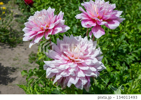 Three dahlias bud. Dahlia flowers bush in the garden. Pink colored flower bud. Petal Plant bloom Three dahlias bud. Dahlia flowers bush in the garden. Pink colored flower bud. Petal Plant bloom 134011493
