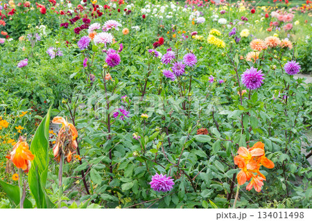 Multicolor Dahlias greenery variety garden. Dahlia flowers bush grow flower bud plant bloom. 134011498