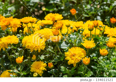 Garden flower chrysanthemums. Bud of Chrysanthemum morifolium Garden flower chrysanthemums. Bud of Chrysanthemum morifolium 134011521