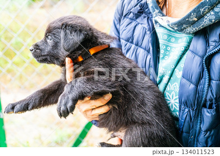 Puppy little dog in hands Puppy little dog in hands 134011523