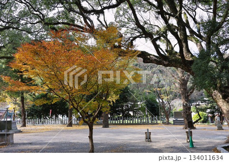 秋の境内、紅葉した木々 134011634