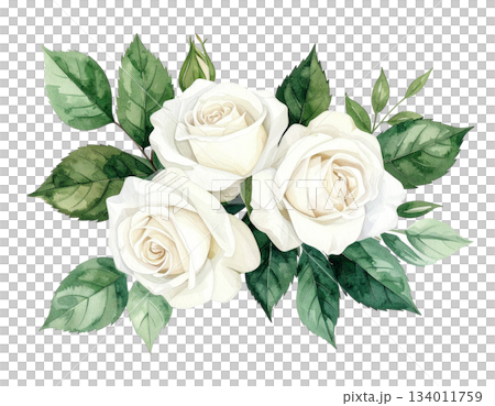 白薔薇の水彩イラスト 134011759