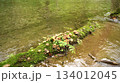 清流のほとりに広がる苔とキノコの群生 134012045