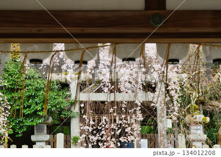京都 大豊神社 美しい桜(京都府京都市左京区) 京都 大豊神社 美しい桜(京都府京都市左京区) 134012208