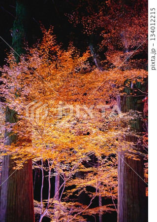 紅葉 134012215