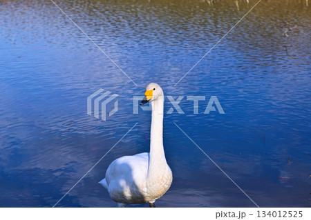 冬の使者 白鳥の来る街 仙台 冬の使者 白鳥の来る街 仙台 134012525