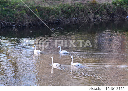 冬の使者 白鳥の来る街 仙台 冬の使者 白鳥の来る街 仙台 134012532