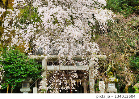京都 大豊神社 美しい桜(京都府京都市左京区) 京都 大豊神社 美しい桜(京都府京都市左京区) 134012604