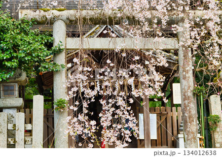 京都　大豊神社　 美しい桜（京都府京都市左京区） 134012638