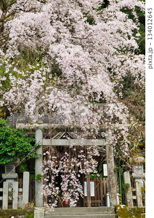 京都　大豊神社　 美しい桜（京都府京都市左京区） 134012645
