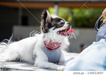 愛らしい表情のチワワ 愛らしい表情のチワワ 134012697