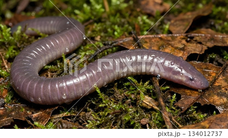 アシナシイモリ 134012737