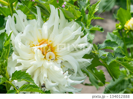 Dahlia flowers leaves. White color flower bud. Petal Plant bloom Dahlia flowers leaves. White color flower bud. Petal Plant bloom 134012888