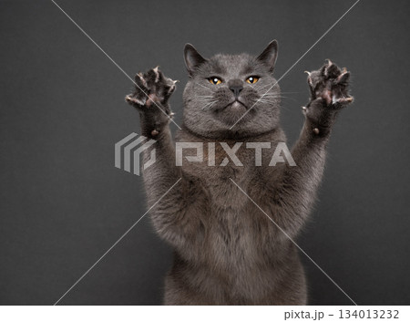 playful and wild gray british shorthair cat 134013232