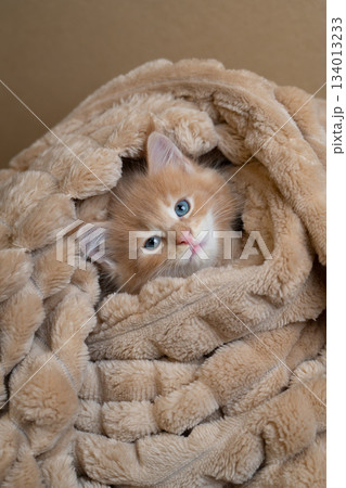 cute maine coon kitten snuggled up comfortably in soft blanket 134013233