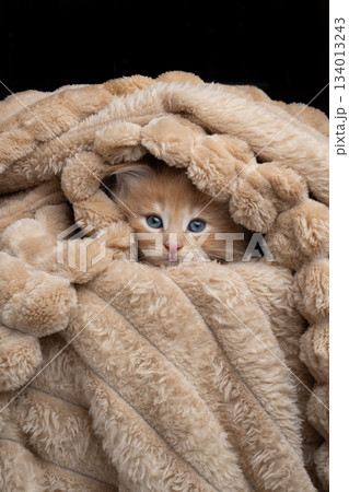 cute maine coon kitten snuggled up comfortably in soft blanket 134013243