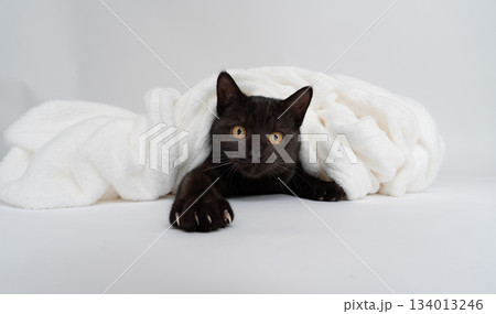 curious black cat under white blanket 134013246