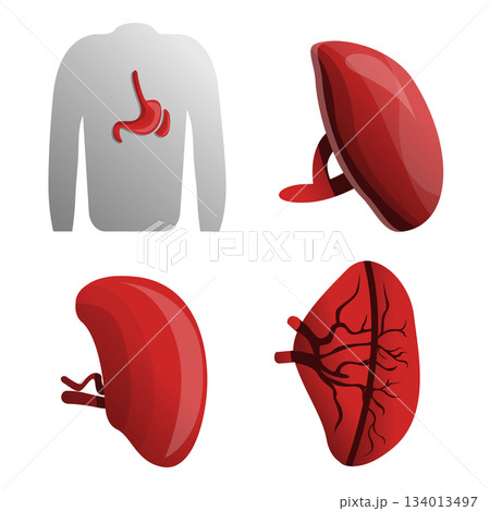 Spleen icon set, cartoon style 134013497