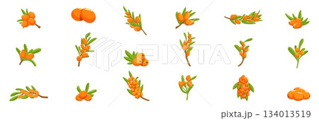Sea buckthorn icons set. Set of sea buckthorn branch icons showing different stages of ripeness Sea buckthorn icons set. Set of sea buckthorn branch icons showing different stages of ripeness 134013519