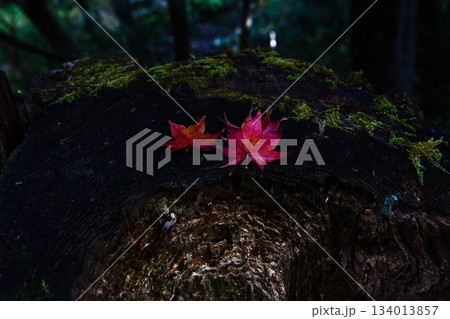 苔の生えた切り株に落ちた紅葉 134013857