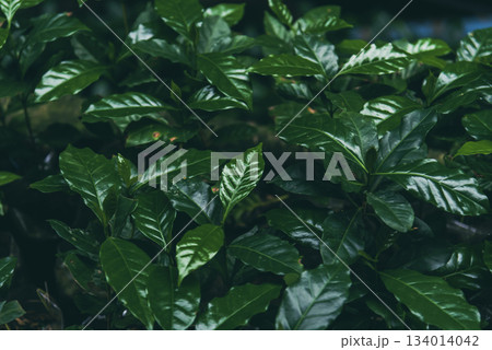 Agriculture Green coffee tree growing berry bean plant. Coffee tree farm growth in eco organic garden. Fresh coffee bean green leaf bush berry plant arabica garden. Robusta arabica fresh nature farm Agriculture Green coffee tree growing berry bean plant. Coffee tree farm growth in eco organic garden. Fresh coffee bean green leaf bush berry plant arabica garden. Robusta arabica fresh nature farm 134014042