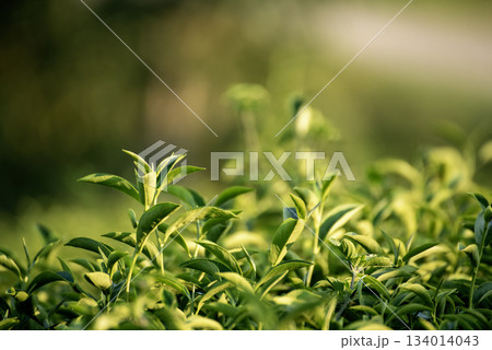 Green tea tree leaves camellia sinensis in organic farm sunlight. Fresh young tender bud herbal farm on summer morning. Sunlight Green tea tree plant. Close up Tree tea plant green nature in morning 134014043