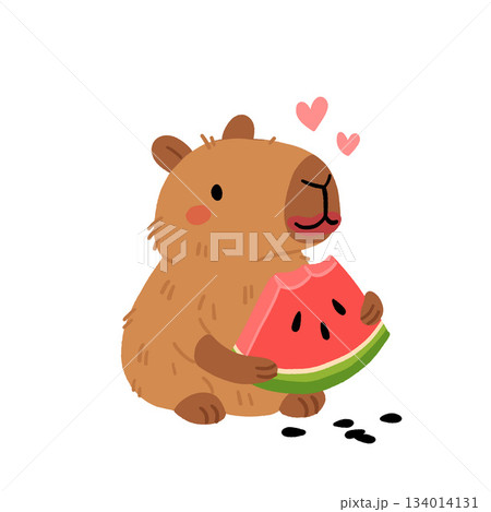 Cute Cartoon Capybara eating slice of watermelon on a white background. Flat vector illustration of capybara holding watermelon, Summer print for kids. 134014131