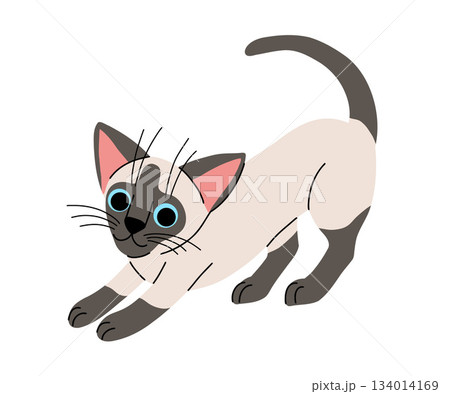 Cute cat concept. Adorable domestic oriental cat stretching. siamese pet. Lovely kitten stands. Cartoon flat vector illustration isolated on white background 134014169