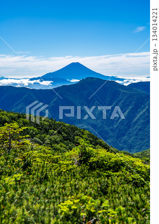 大倉尾根の富士見平から見る富士山　南アルプス赤石岳登山 134014221