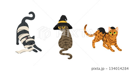 Flat cartoon set of cute cats in halloween costumes. Black cat in paper as mummy, grey tabby cat in witch hat, bengal rosette cat with bats wings. Vector halloween illustration. Flat cartoon set of cute cats in halloween costumes. Black cat in paper as mummy, grey tabby cat in witch hat, bengal rosette cat with bats wings. Vector halloween illustration. 134014284