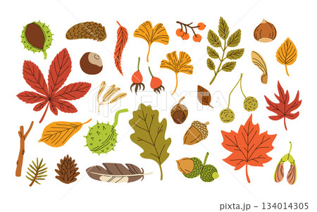 Flat vector illustration of autumn colored leaves and seeds. Isolated cartoon elements on white background. Maple leaf, ashberry, chestnut leaf, pine cone. Ideal for stickers, pattern, wrapping paper Flat vector illustration of autumn colored leaves and seeds. Isolated cartoon elements on white background. Maple leaf, ashberry, chestnut leaf, pine cone. Ideal for stickers, pattern, wrapping paper 134014305